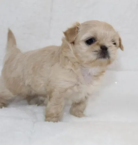 Filhotes de Shih Tzu | Um carinho inesquecível.