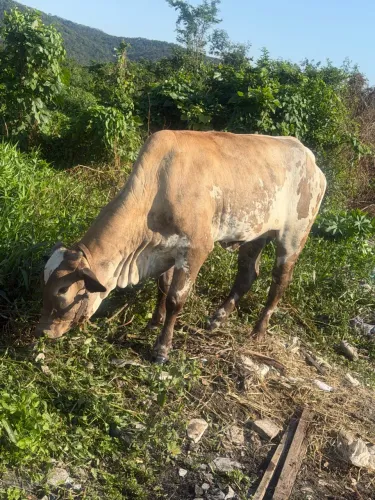 Vaca