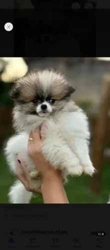 Lulu da Pomerânia macho 