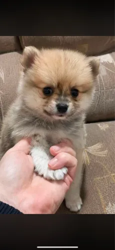 Spitz alemão anão