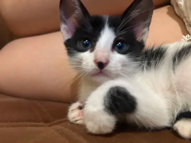 Filhotes de gato para adoção - Castração garantida