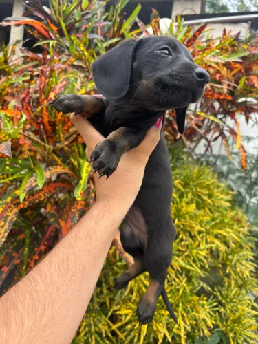 Dachshund macho total black kaninchen 