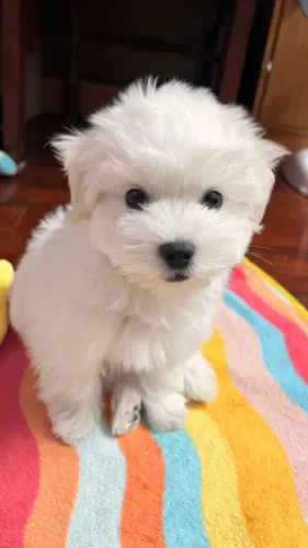 Filhotes de Poodle - Um Novo Membro para Sua Família Está Aqui