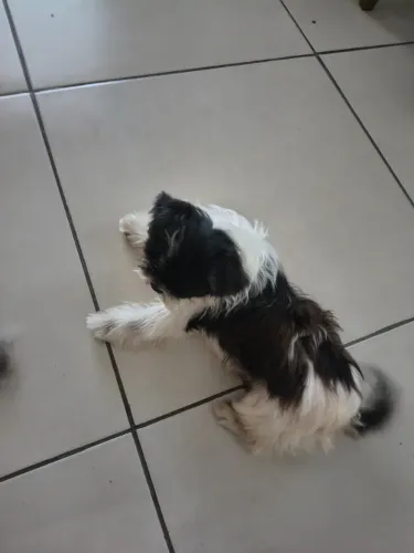 Shitzu fêmea 9 meses/ vacinada