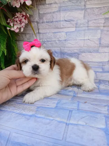 Shitzu fêmea mini tricolor alto padrão de beleza