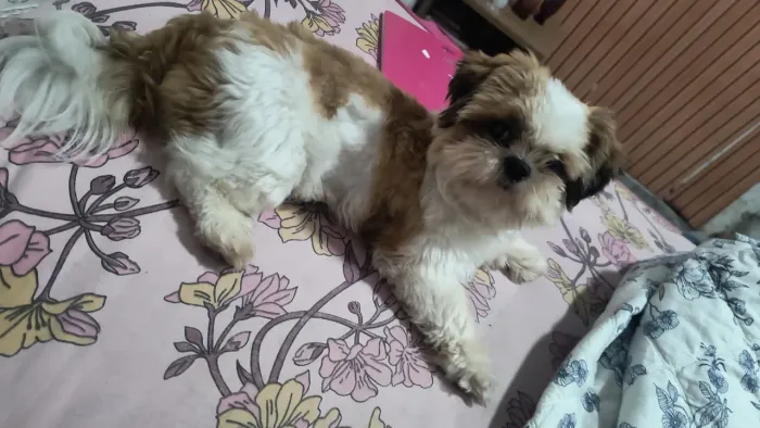 Procura se uma namorada da mesma raça # Shitzu 