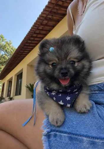 Lulu Da Pomerania, Spitz Alemão Anão