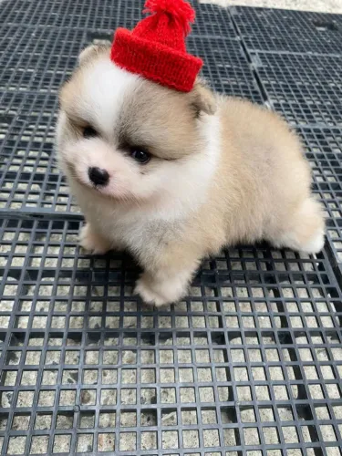 Lulu da Pomerânia 