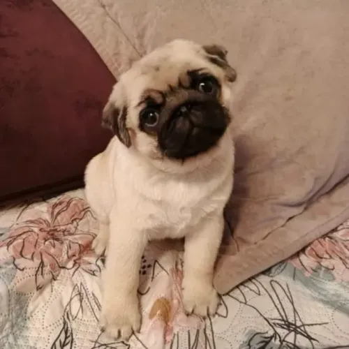 Filhotes de Pug | Amor que te acompanha sempre.