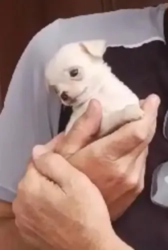Chihuahua mini filhote delicado e muito carinhoso