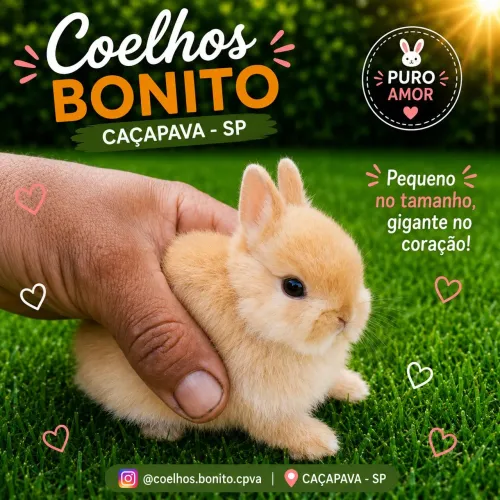 Coelho anão Netherland Dwarf