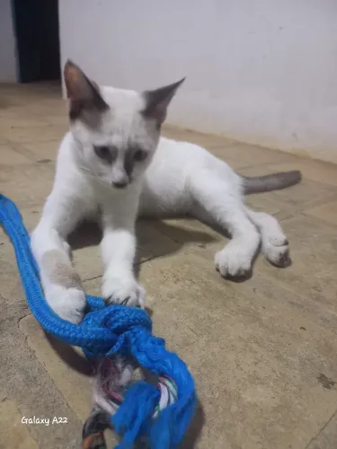 Gatinho macho criança 