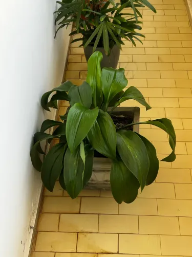 Zamiocuca, Narciso e Palmeira no vaso de concreto decorativo R$ 150,00 cada.