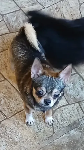 chihuahua