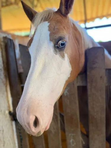 Cavalos quarto de milha puro com registro