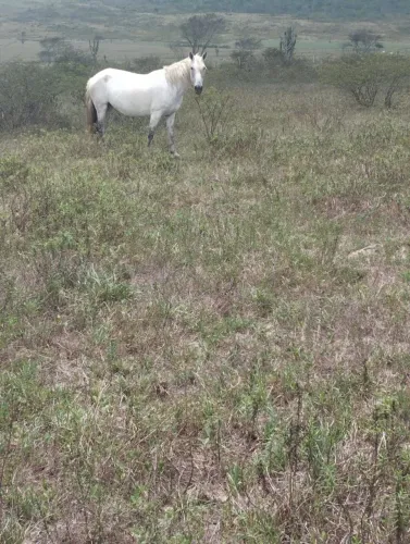 Vende-se Égua e potro mangalarga 