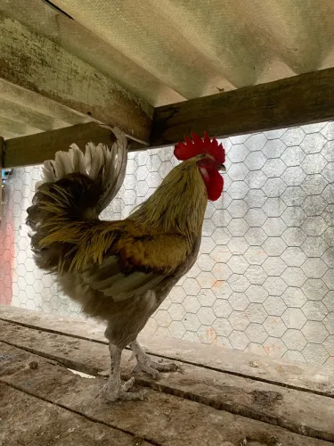 Galo Gris cendre