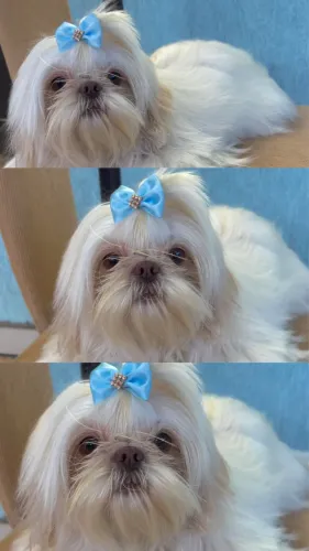 Shihtzu macho para cruzar 