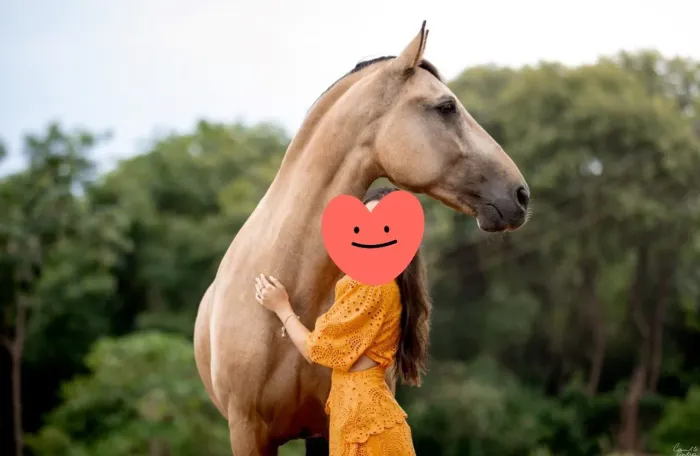 LUSITANO MACHO - ATLETA - BAIO ENCERADO - 12 ANOS