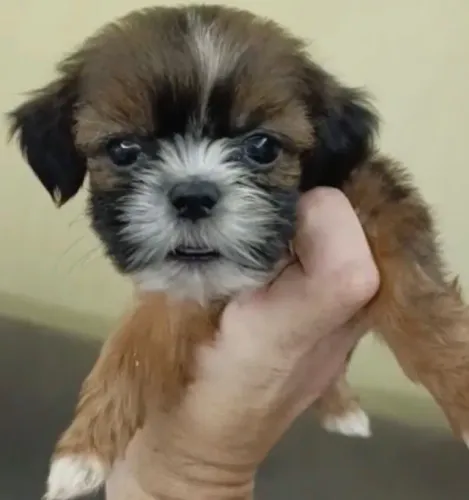 Filhote Shih Tzu - Adoção