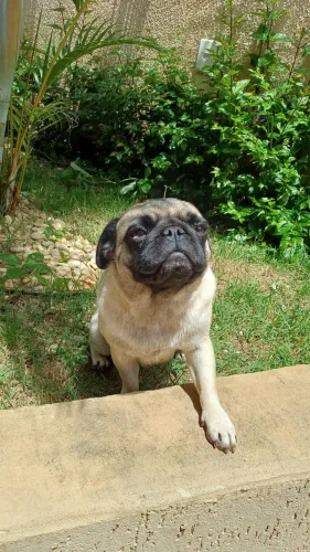 Pug fêmea adulta