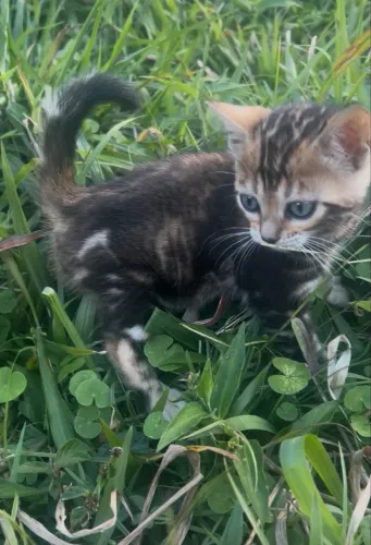 Vendo macho de gato Bengal marbled
