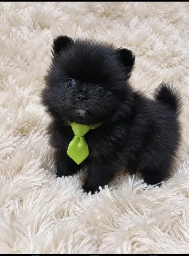 Spitz alemão macho pretinho 