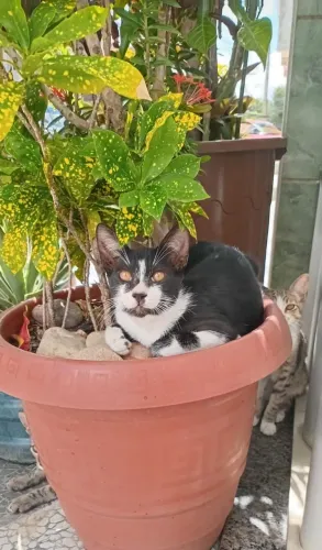 Gato 