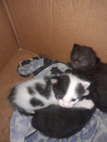 Gatinhos filhotes para doação 