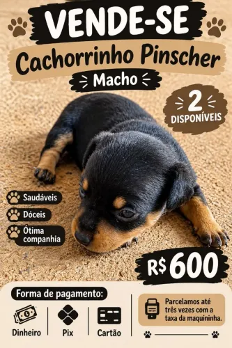 Vende-se cachorinho pinscher