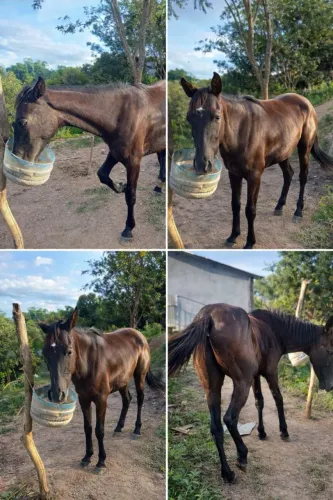 Cavalo quarto de milha.