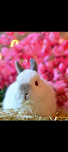 Coelho Netherland/Mini Lion / Mini lop / Nova Zelândia com veterinário responsável 
