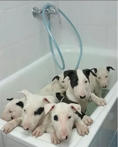 Bull Terrier Companhia que transmite segurança emocional