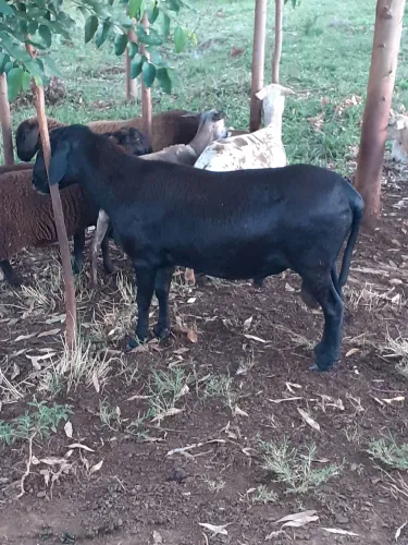 Carneiros a venda