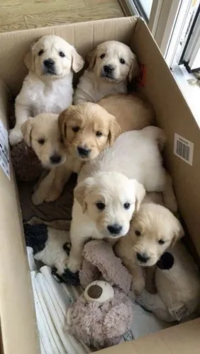Golden Retriever - Patinhas Cheias De Vida 