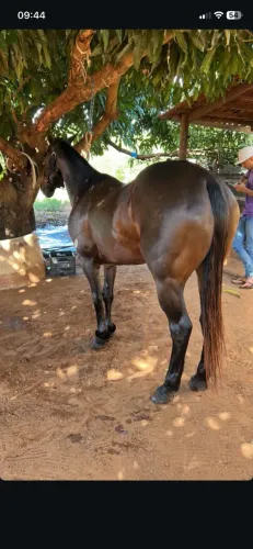 Cavalo