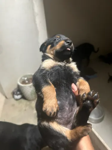 Vendo filhote de rottweiler cachorros com 1 mês