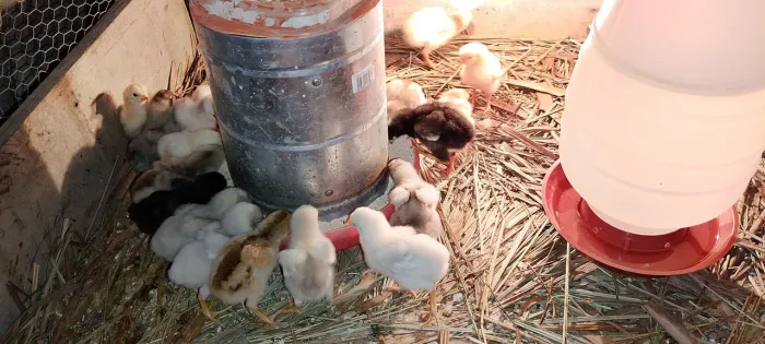 Vendo pintinhos caipira