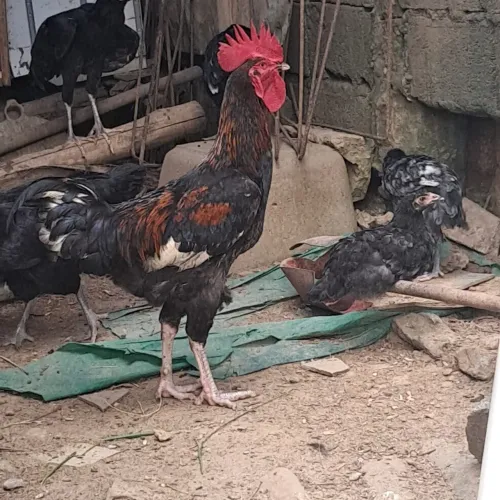 Galo caipira 