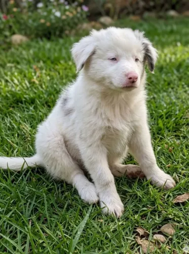 Border Collie doação 