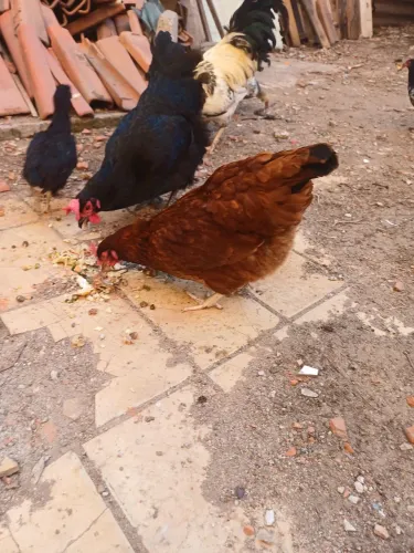 Galo e galinhas 