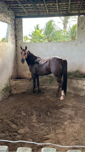 Cavalo de esteira 