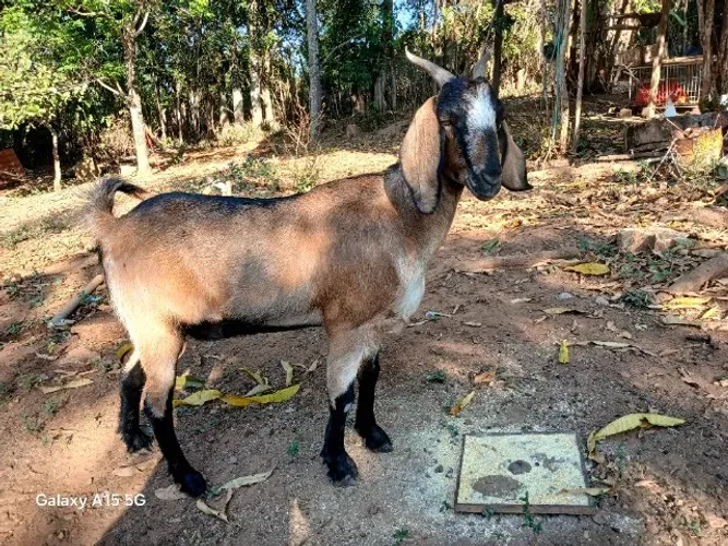 Cabra de estimação