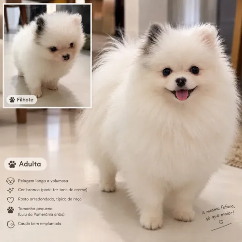 Spitz alemão fêmea mini zinha