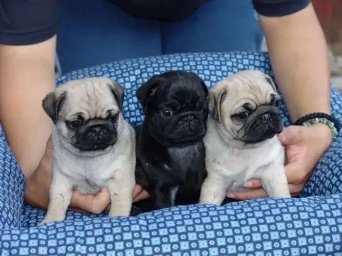 Filhotinhos PUG, quem tem ama, disponíveis a pronta entrega
