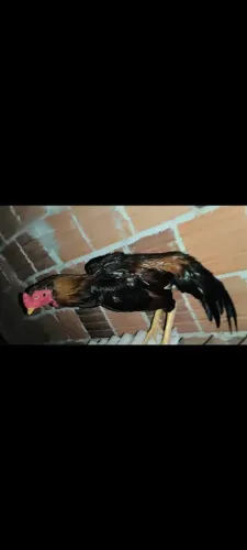 Vendo um galo indiano 