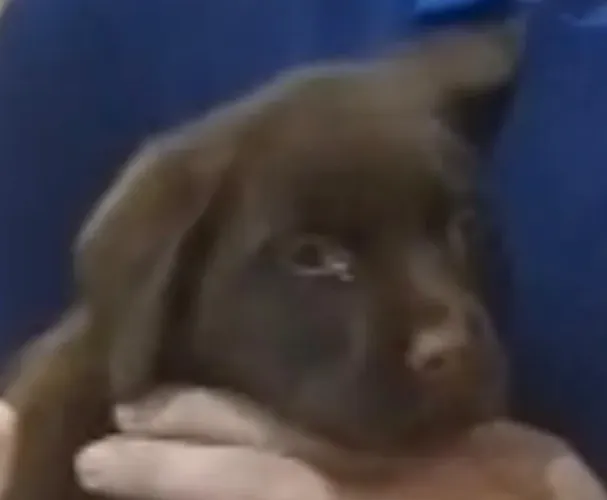 Labrador saudavel e muito amoroso