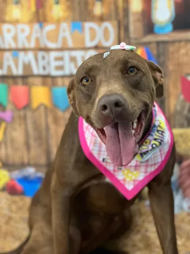 Doa-se cachorra labradora 