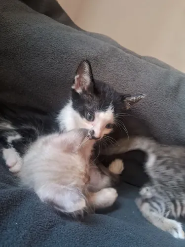Gatos para doação