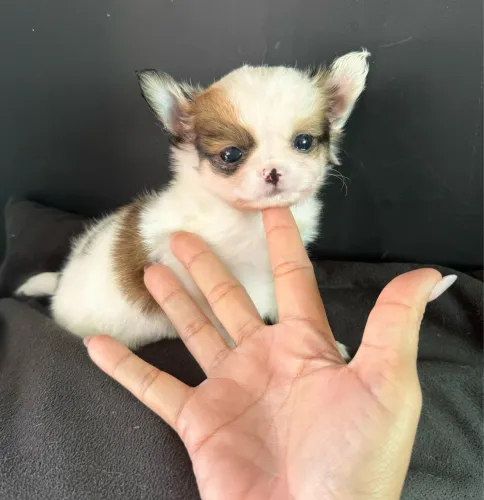 Chihuahua micro Menino pelo longo ac cartão